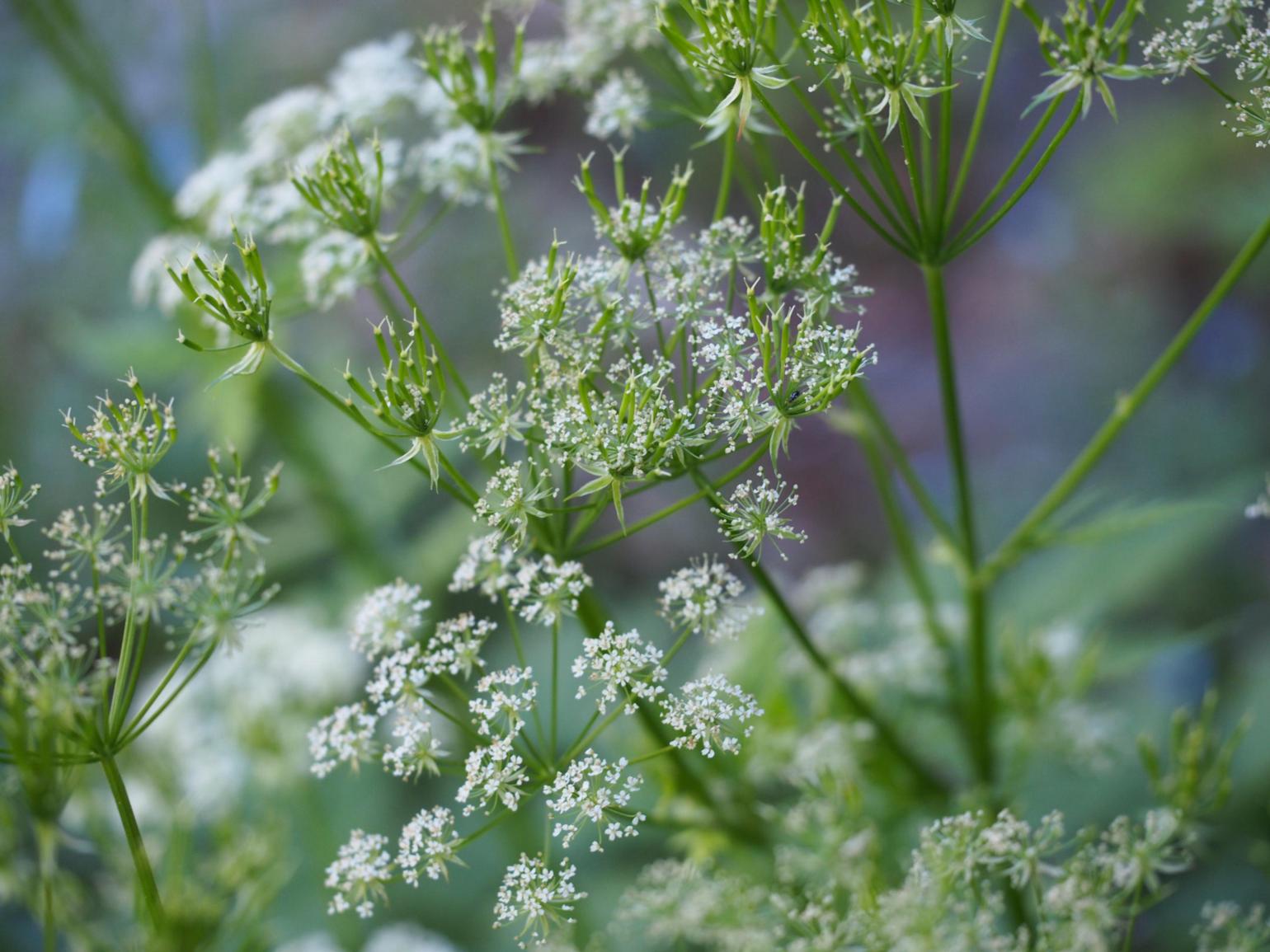 Chervil, [Upright]